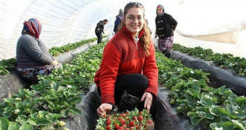 Üniversite Mezunu 22 Yaşındaki Kız Altın Değerinde Çilek Üretimine Başladı