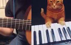 Müzisyen İle Kedinin Caz Düeti Viral Oldu