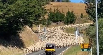 Yeni Zelanda’da Üç Bin Kuzu Köprüyü Trafiğe Kapattı