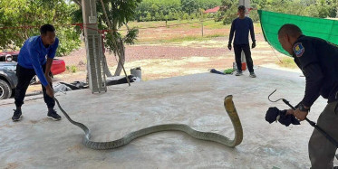 Dünyanın en zehirli yılanı Tayland'da ortaya çıktı: Kral Kobra'yı görenler gözlerine inanamadı
