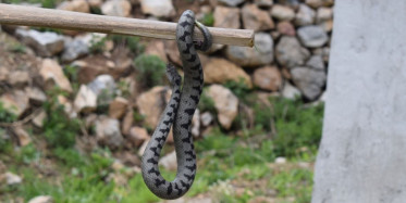 Sivas'ta Nesli Tükenen Boynuzlu Engerek Görüntülendi